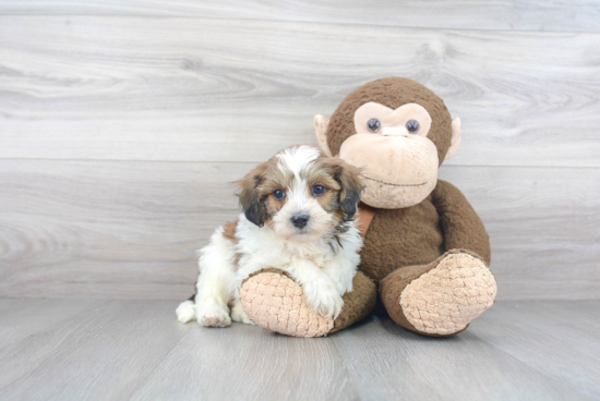 Hypoallergenic Havanese Purebred Pup