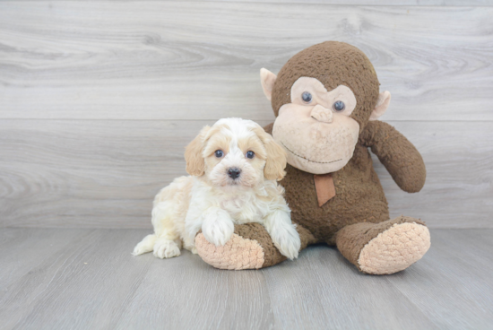 Little Havanese Purebred Pup