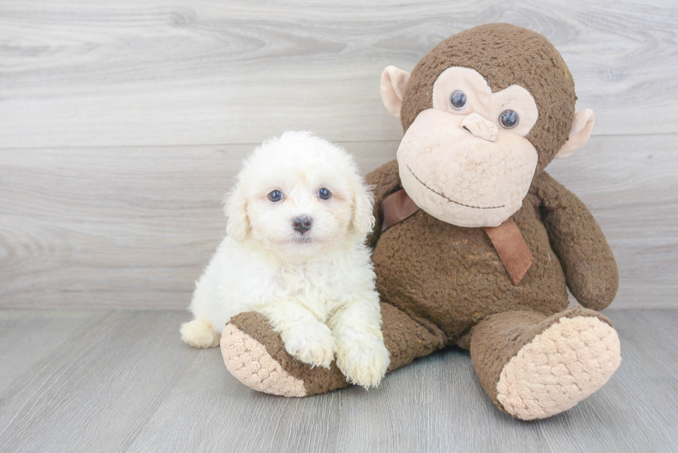 Fluffy Havanese Purebred Puppy