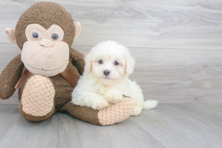 Havanese Pup Being Cute