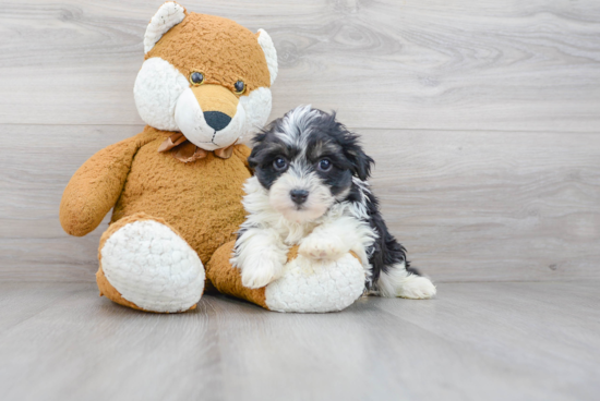 Havanese Puppy for Adoption