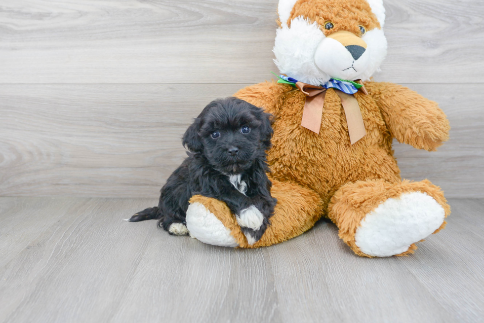 Best Havanese Baby