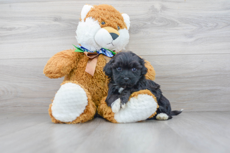 Petite Havanese Purebred Puppy