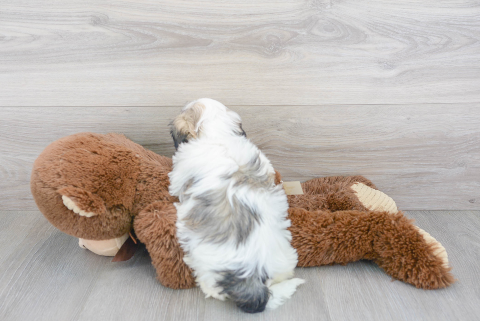 Havanese Puppy for Adoption