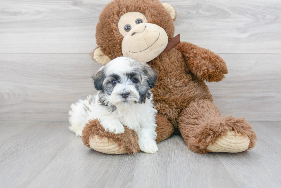 Havanese Pup Being Cute