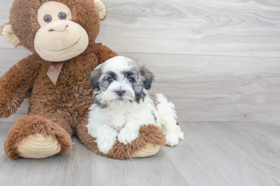 Akc Registered Havanese Baby