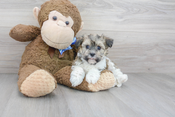 Havanese Puppy for Adoption