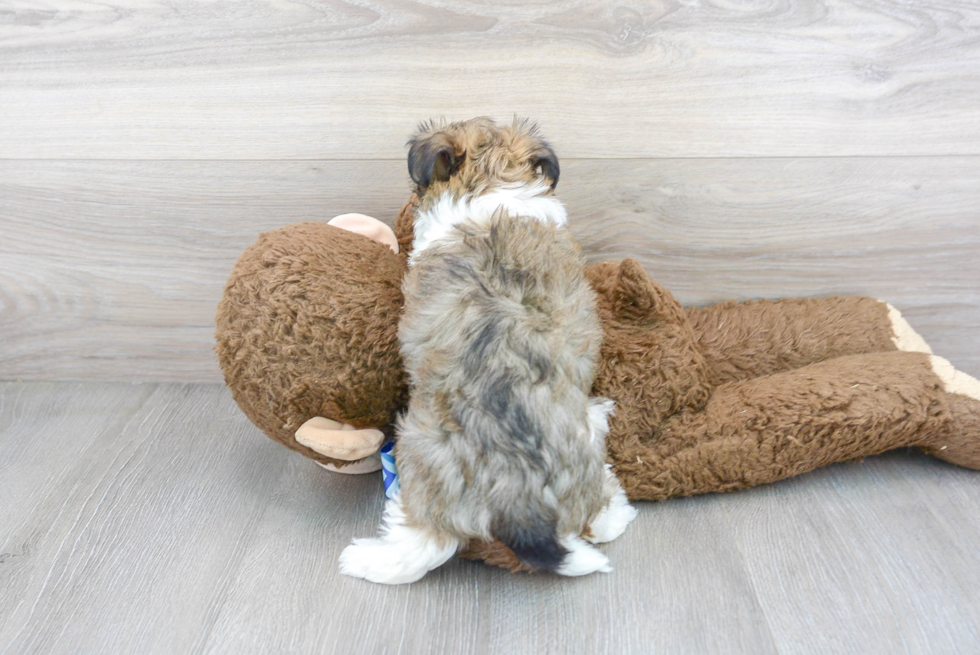 Havanese Pup Being Cute