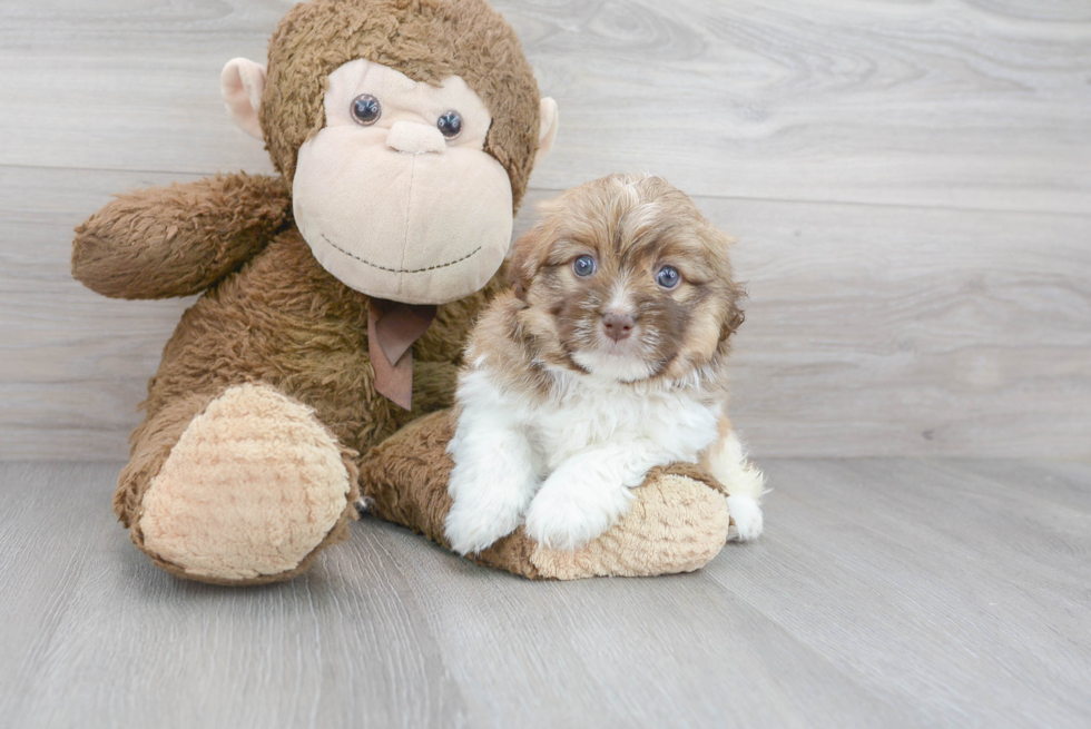 Cute Havanese Purebred Pup