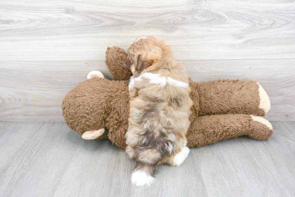 Havanese Puppy for Adoption