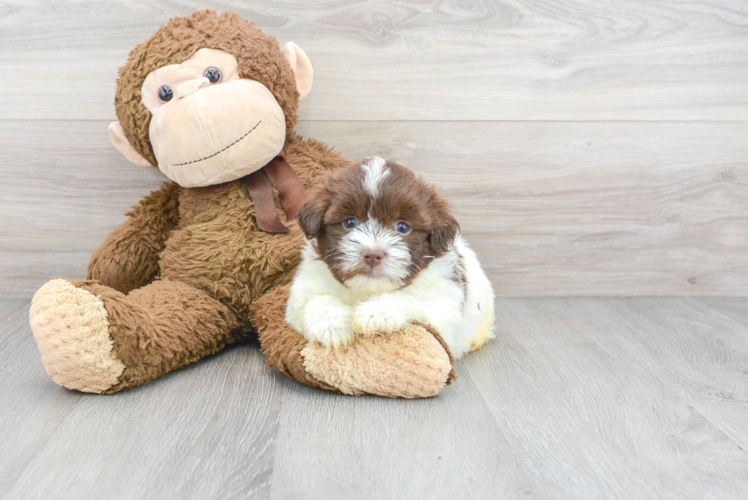 Friendly Havanese Baby