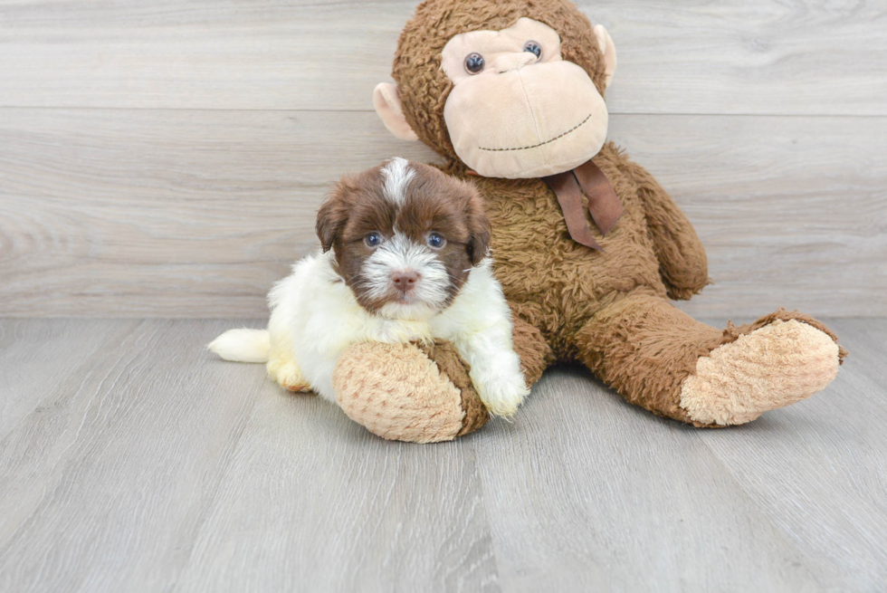 Sweet Havanese Purebred Puppy