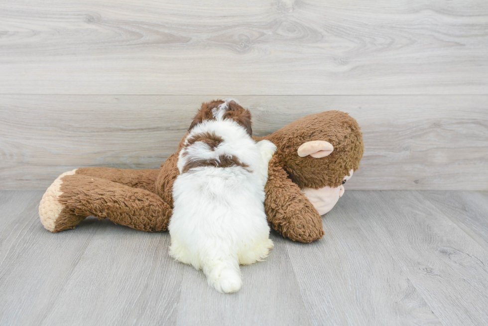 Havanese Pup Being Cute