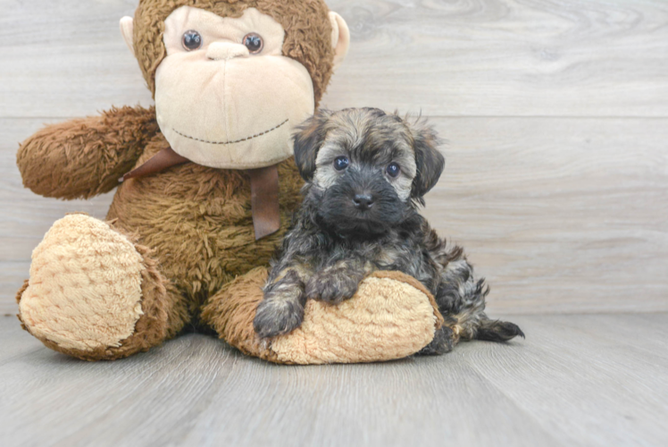 Playful Havanese Baby