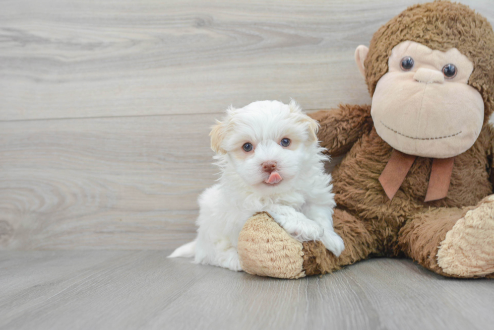 Havanese Pup Being Cute