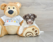 7 week old Havanese Puppy For Sale - Premier Pups