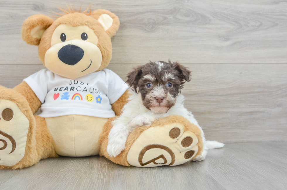 6 week old Havanese Puppy For Sale - Premier Pups