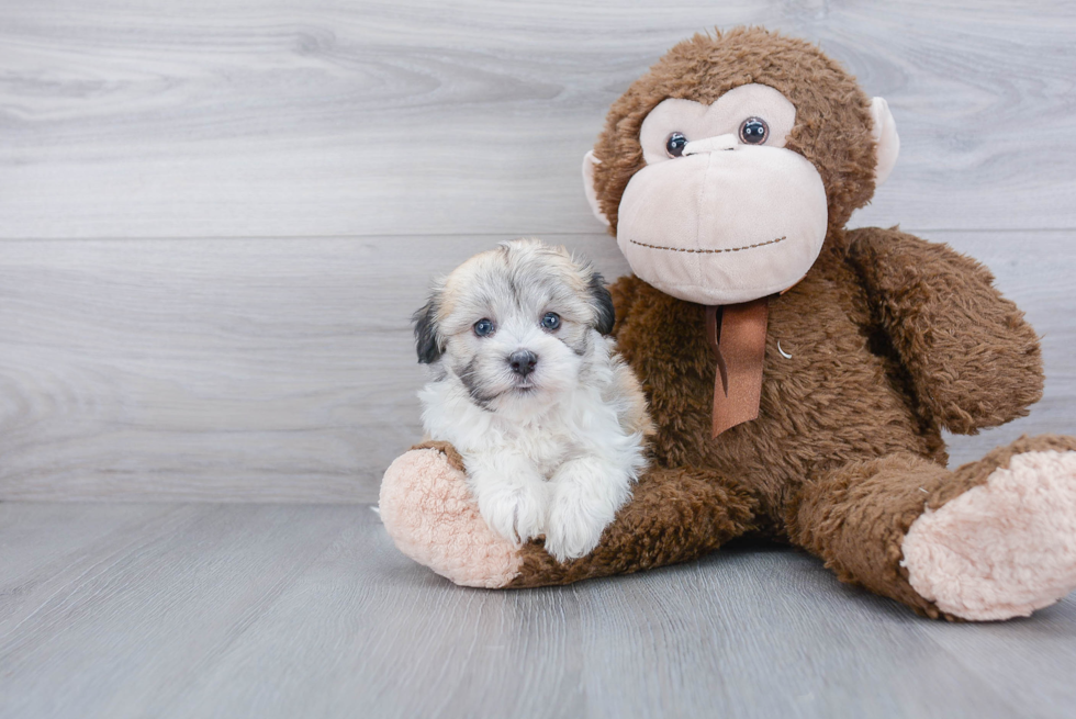 Sweet Havanese Purebred Puppy