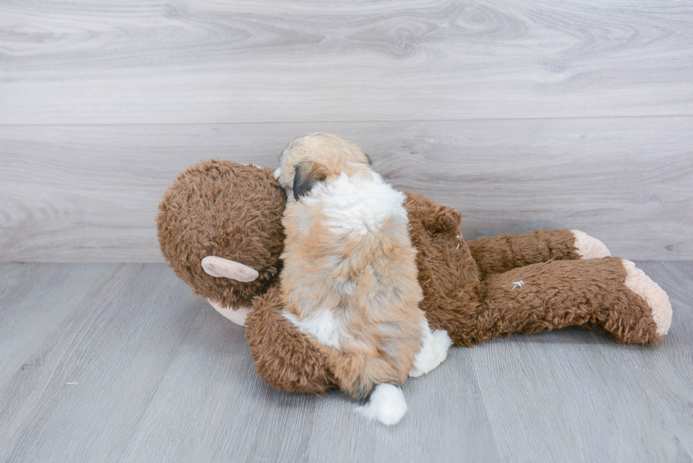 Adorable Havanese Purebred Puppy