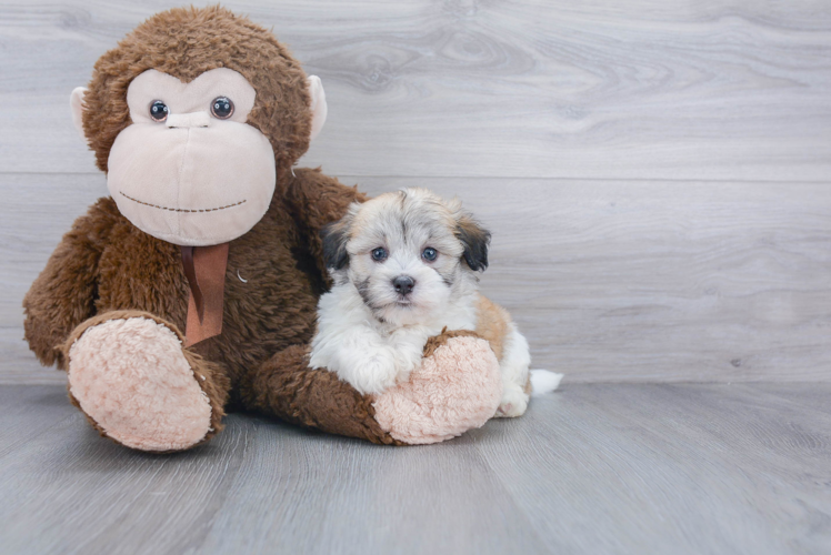 Happy Havanese Purebred Puppy