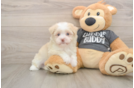 Funny Havanese Purebred Pup