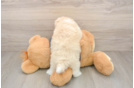 Hypoallergenic Havanese Baby