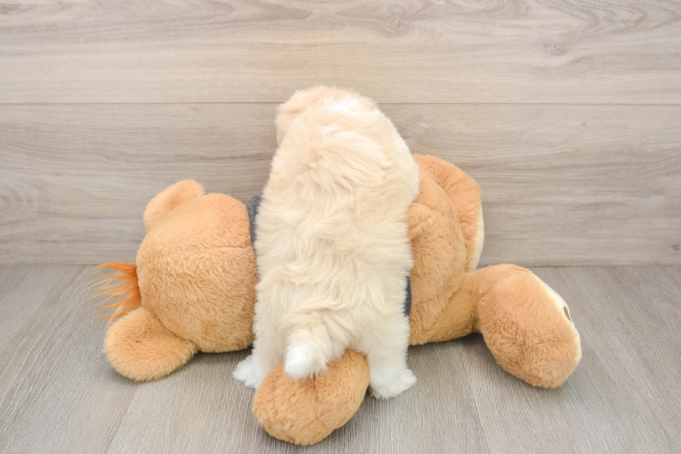 Hypoallergenic Havanese Baby