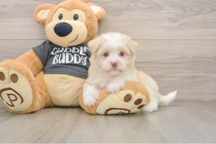 Best Havanese Baby