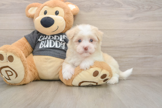 Best Havanese Baby