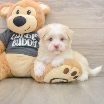 Best Havanese Baby