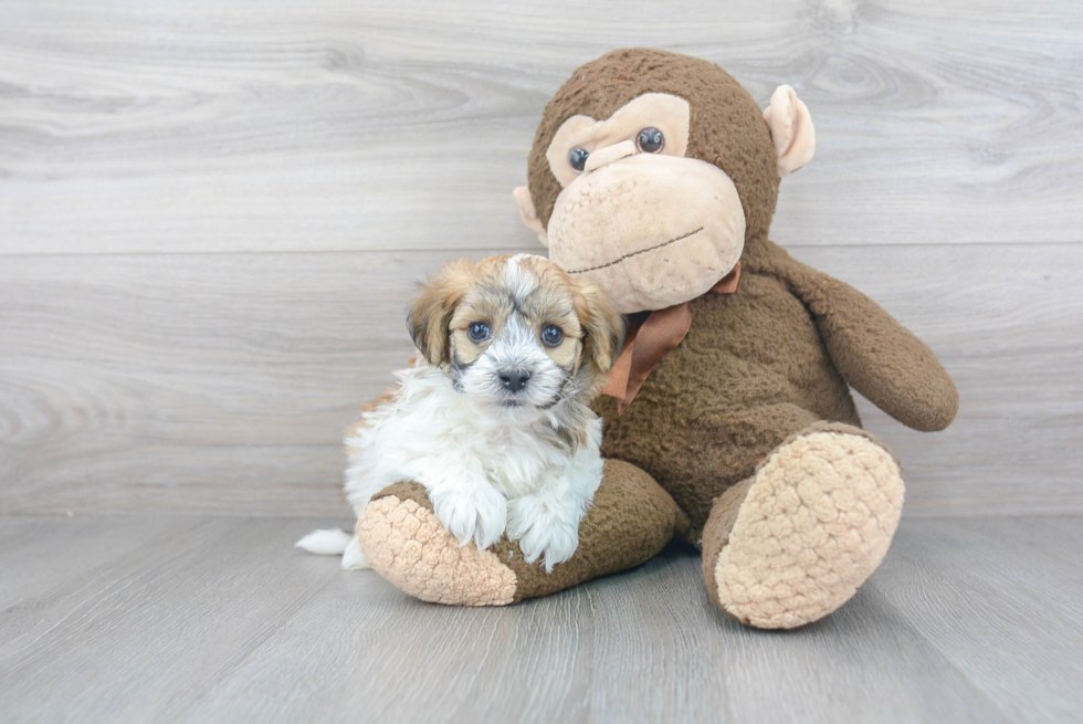 Little Havanese Baby