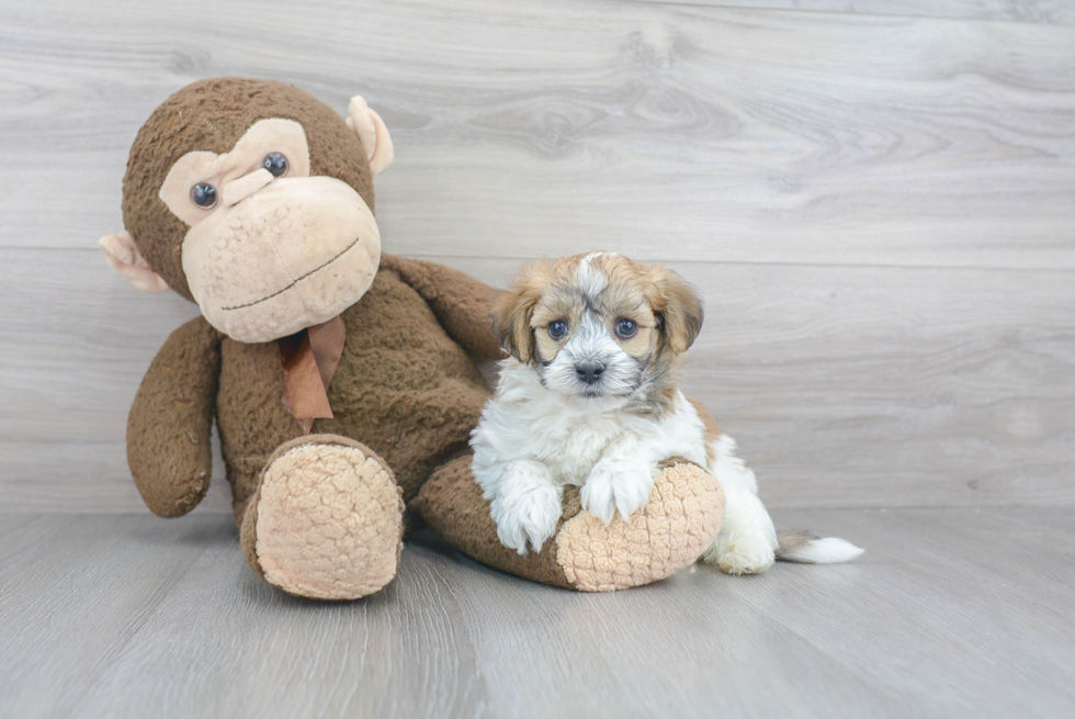 Little Havanese Baby