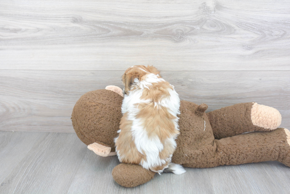 Happy Havanese Purebred Puppy