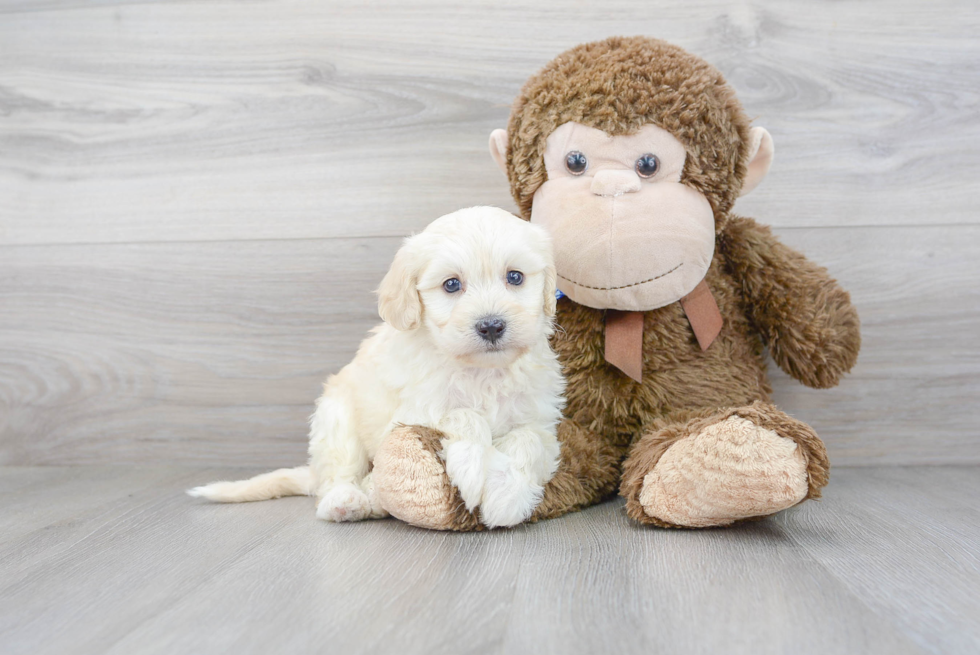 Smart Havanese Purebred Puppy