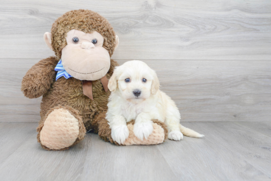 Havanese Pup Being Cute