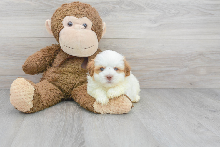 Smart Havanese Purebred Puppy