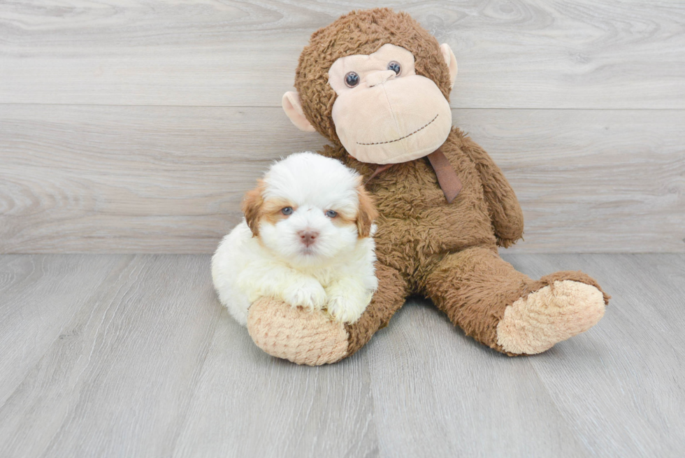 Fluffy Havanese Purebred Puppy