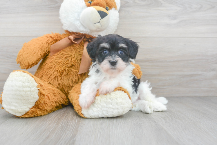 Playful Havanese Purebred Pup