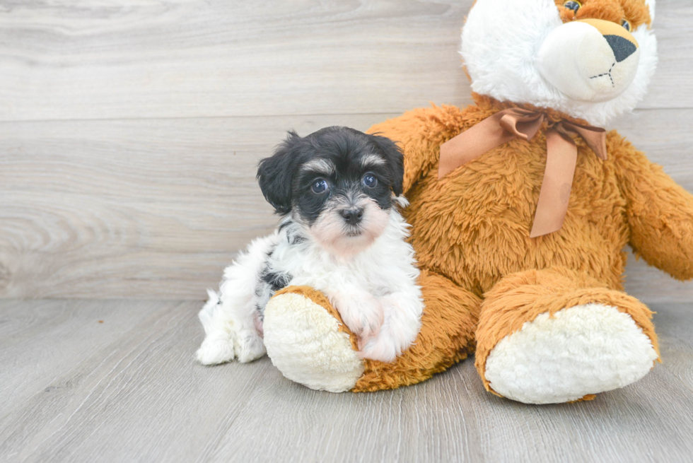 Havanese Puppy for Adoption