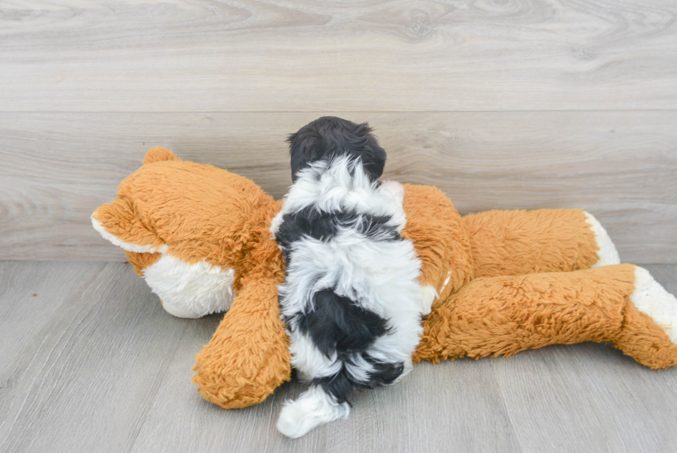 Playful Havanese Baby