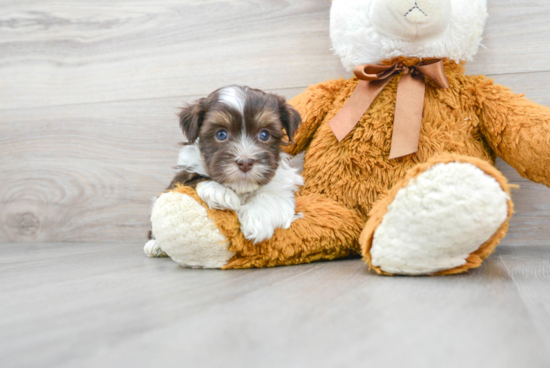 Fluffy Havanese Purebred Puppy