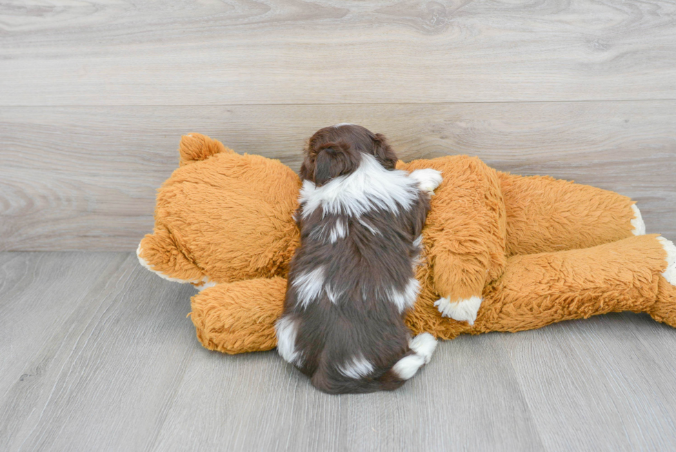 Adorable Havanese Purebred Puppy