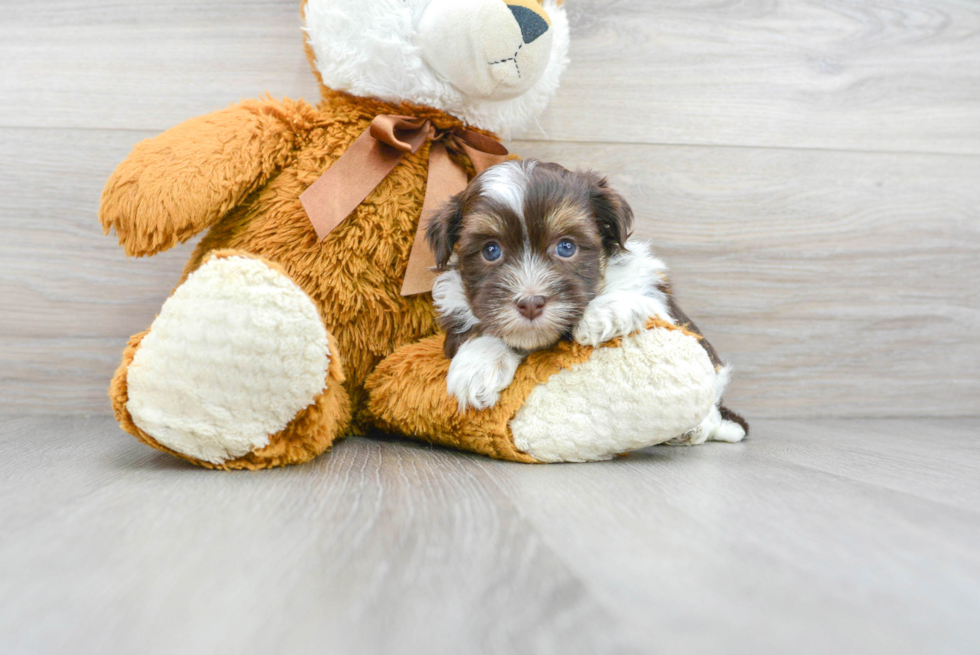 Cute Havanese Purebred Puppy