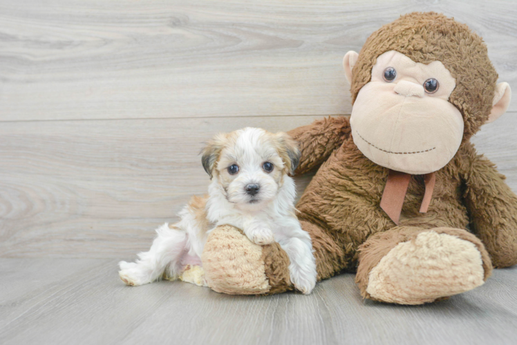 Smart Havanese Purebred Puppy