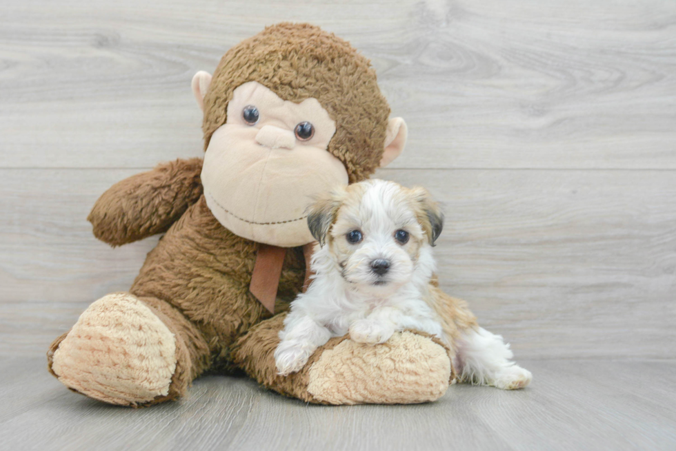 Havanese Pup Being Cute