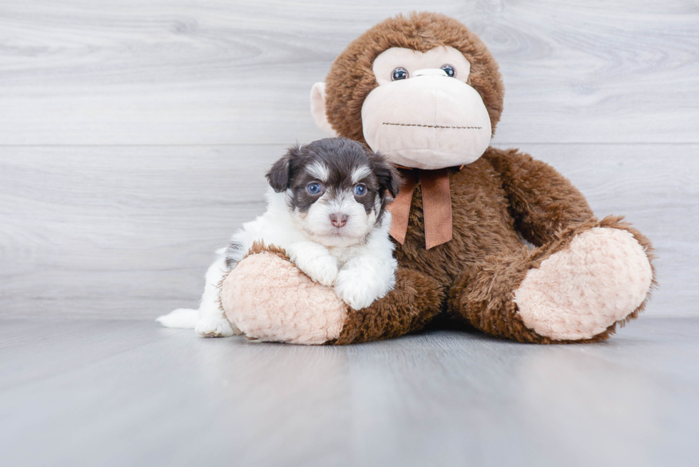 Playful Havanese Baby