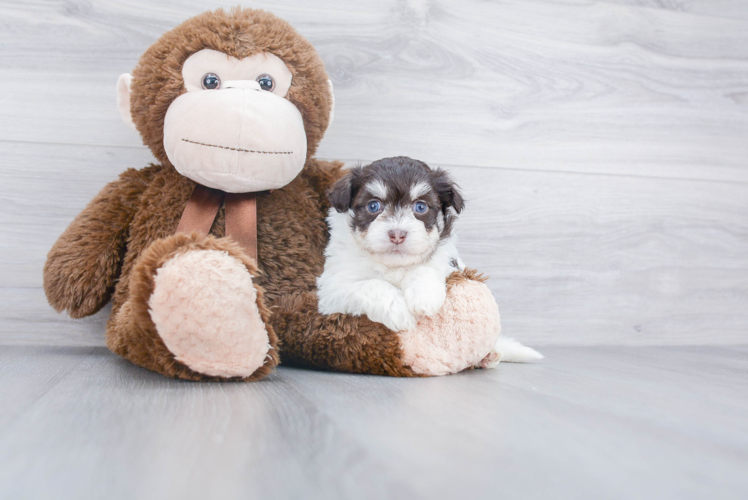 Havanese Pup Being Cute