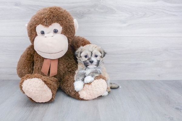 Energetic Havanese Purebred Puppy