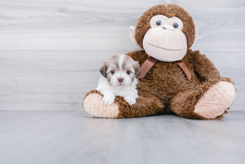 Havanese Puppy for Adoption