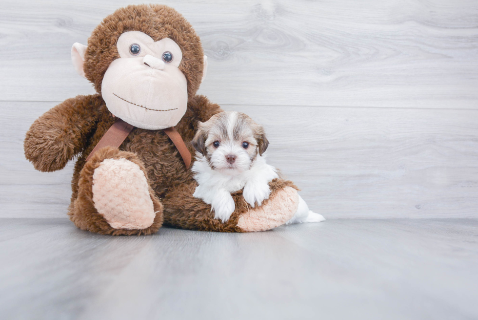 Small Havanese Baby